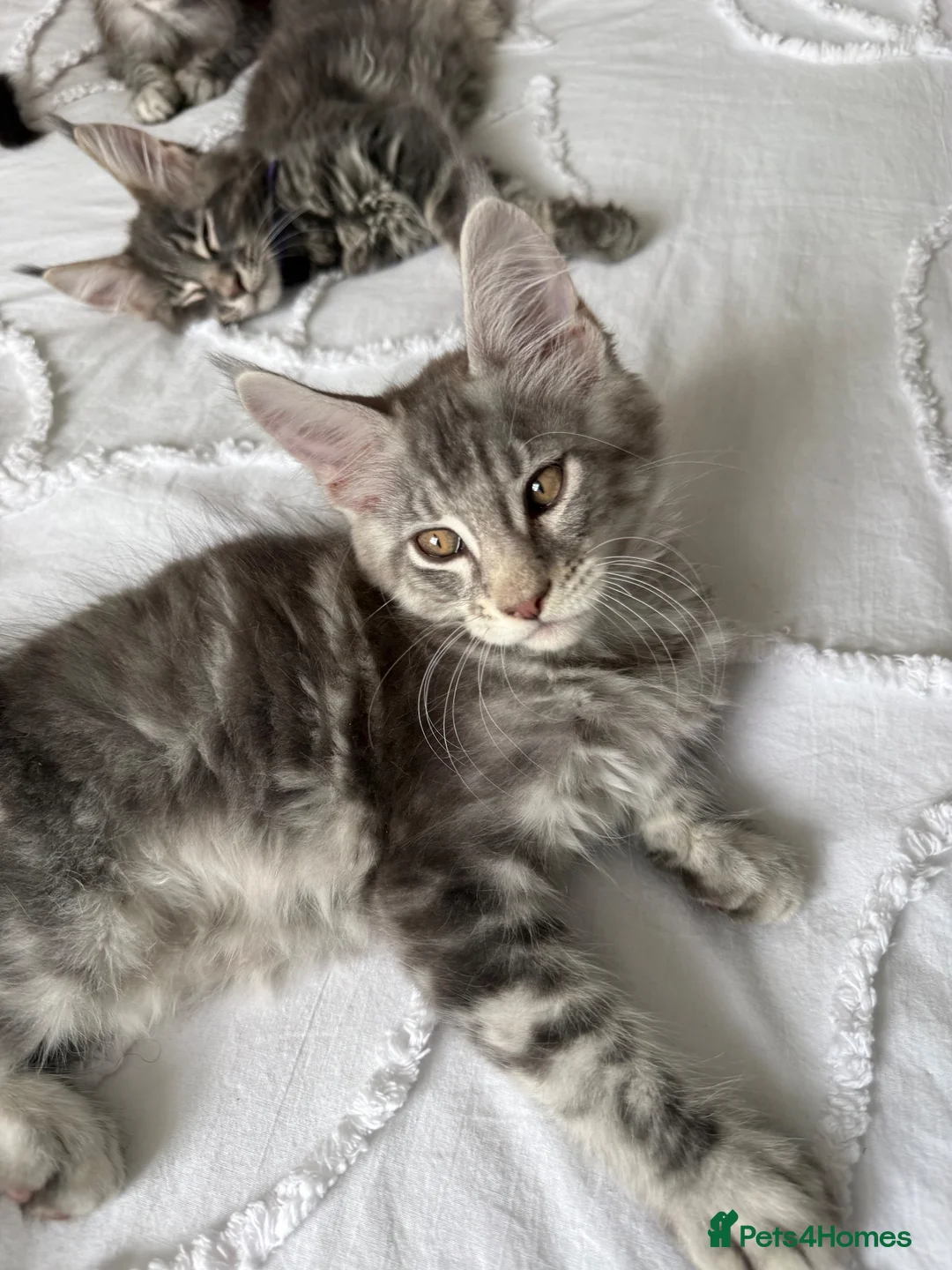 Maine Coon cats for sale: 🐾 Beautiful Maine Coon Kittens Forever Homes🐾 - Advert 18