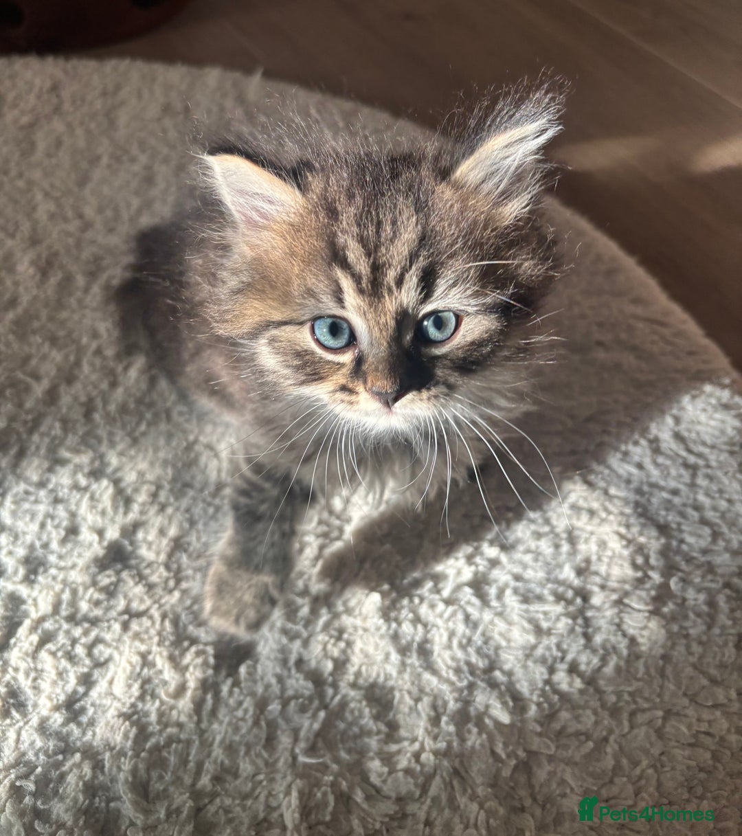 British Longhair cats for sale: British Longhair kittens mix - Advert 15