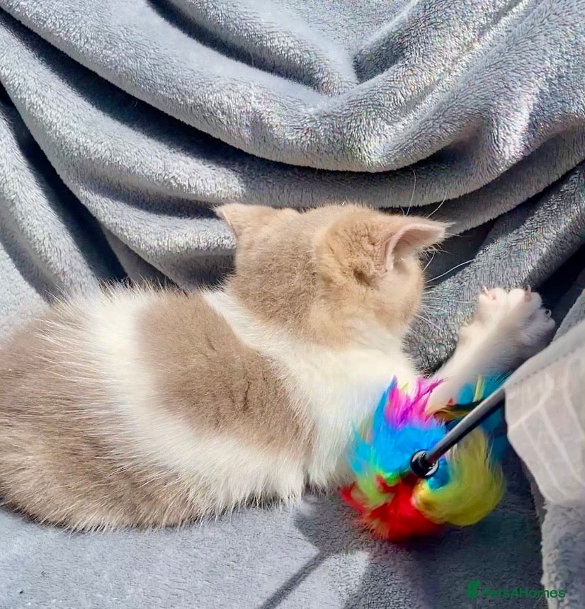 Scottish Fold cats 🧸1 OUTSTANDING TICA FAWN BICOLOUR GIRL LEFT 🧸 - Advert 1
