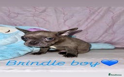 French Bulldog dogs for sale: Stunning French bulldogs 😍 - Image 15