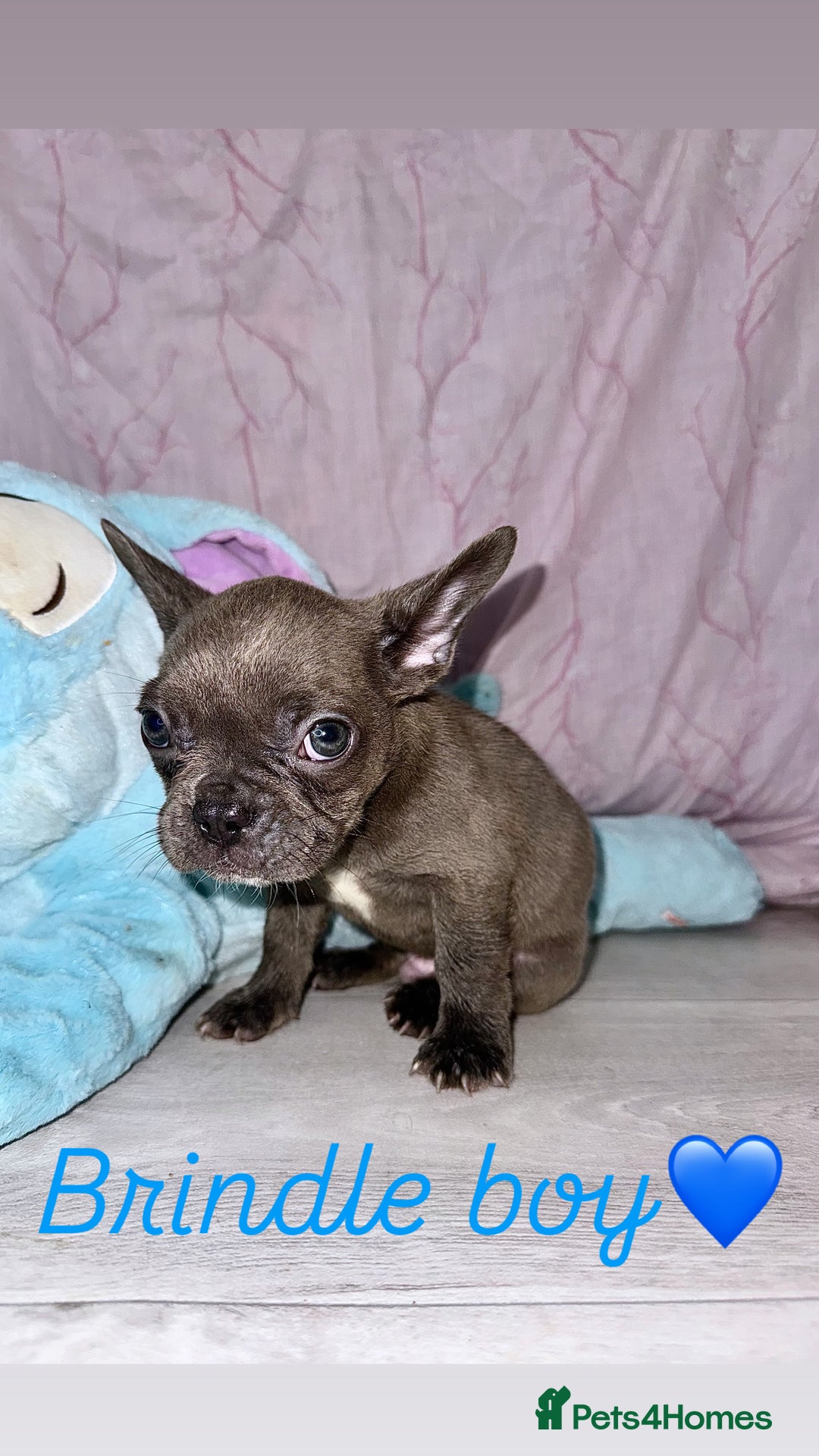 French Bulldog dogs for sale: Stunning French bulldogs 😍 - Image 15