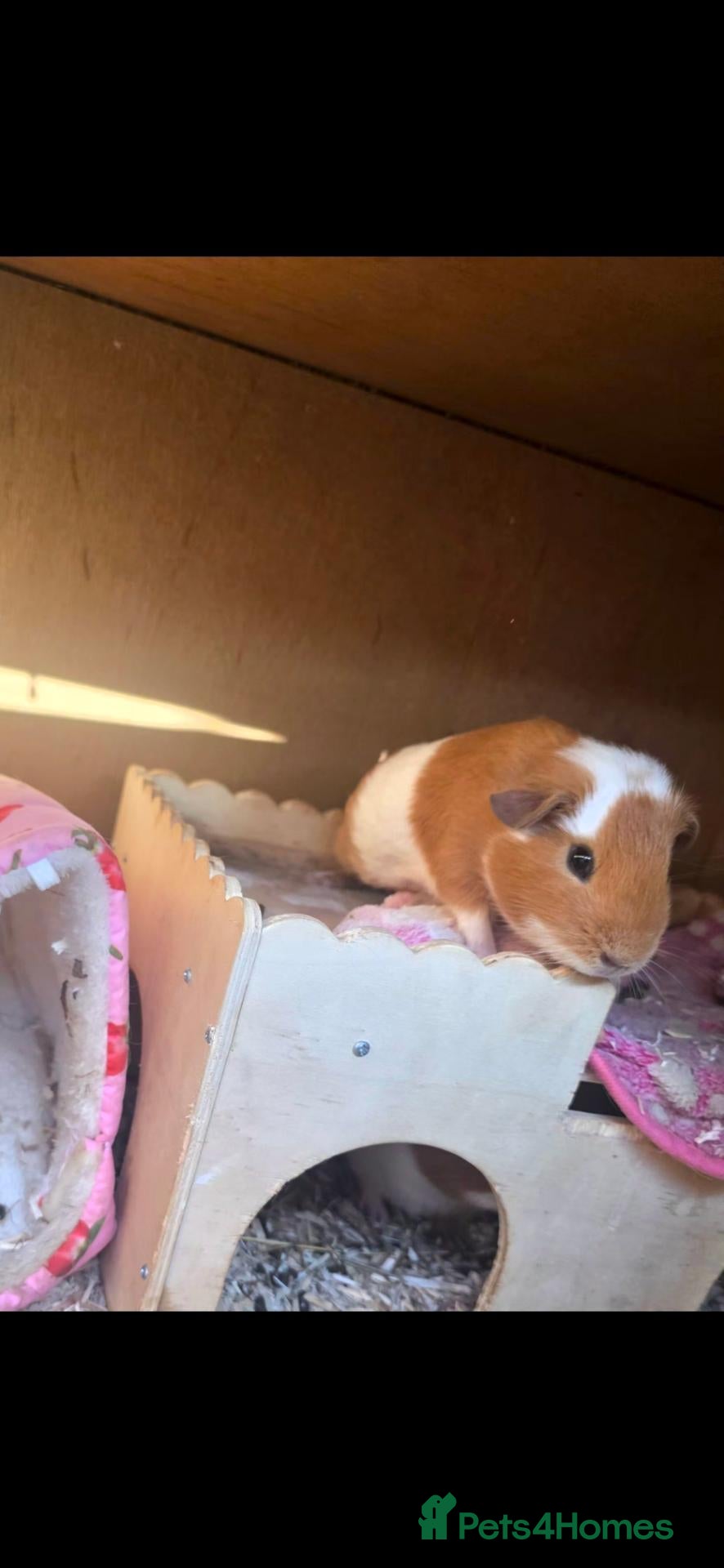 Guinea Pig rodents Two Bonded Baby Boy Guinea Pigs 3 Months Old - Advert 3