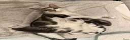 Mixed Breed cats for sale: Gorgeous Kittens Looking for Loving Homes - Advert 2