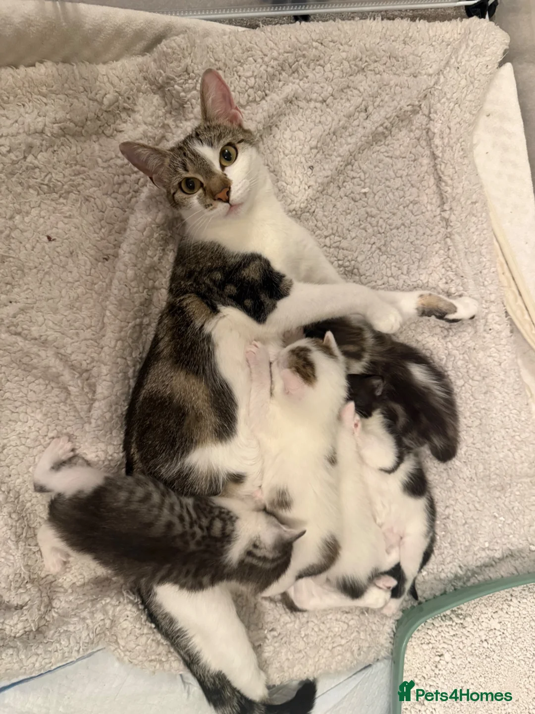 Mixed Breed cats for sale: Gorgeous Kittens Looking for Loving Homes - Advert 2