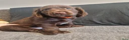 Cocker Spaniel dogs for sale: Cocker spaniel puppies  - Advert 26