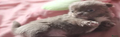 Chihuahua 1