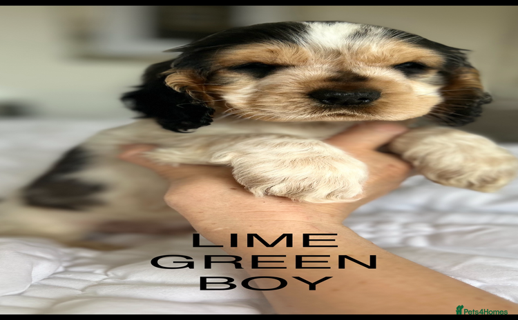Cocker Spaniel dogs - Advert 12