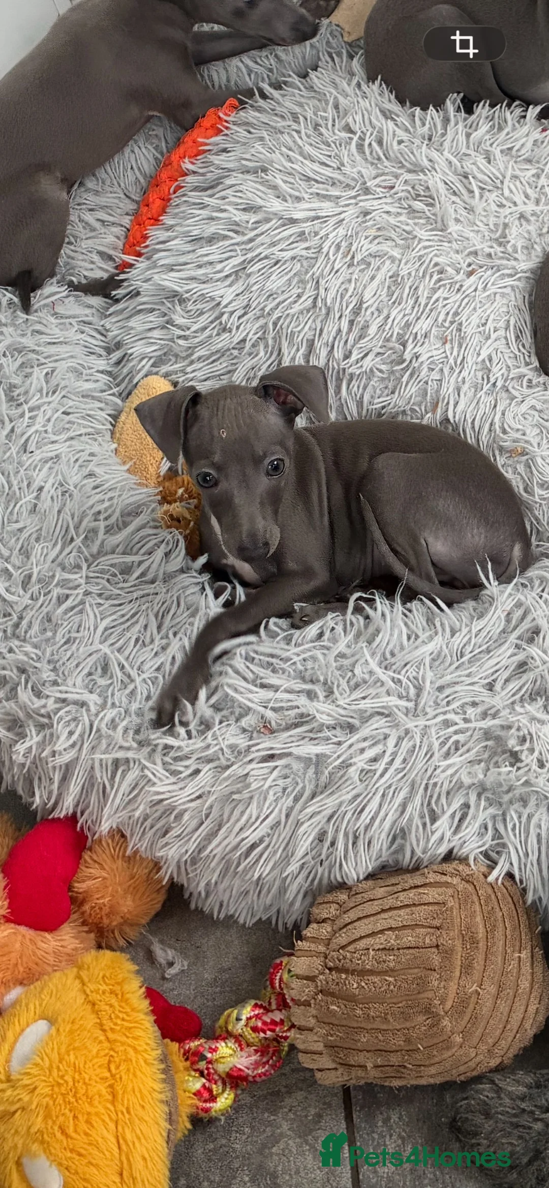 Italian Greyhound dogs for sale: BEAUTIFUL ITALIAN GREYHOUND PUPPIES  - Advert 2