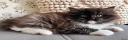 Persian cats for sale: Ragdoll x Persian Kitten (LAST FEMALE) - Advert 2