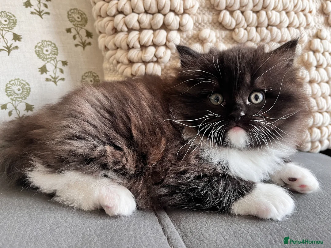 Persian cats for sale: Ragdoll x Persian Kitten (LAST FEMALE) - Advert 2