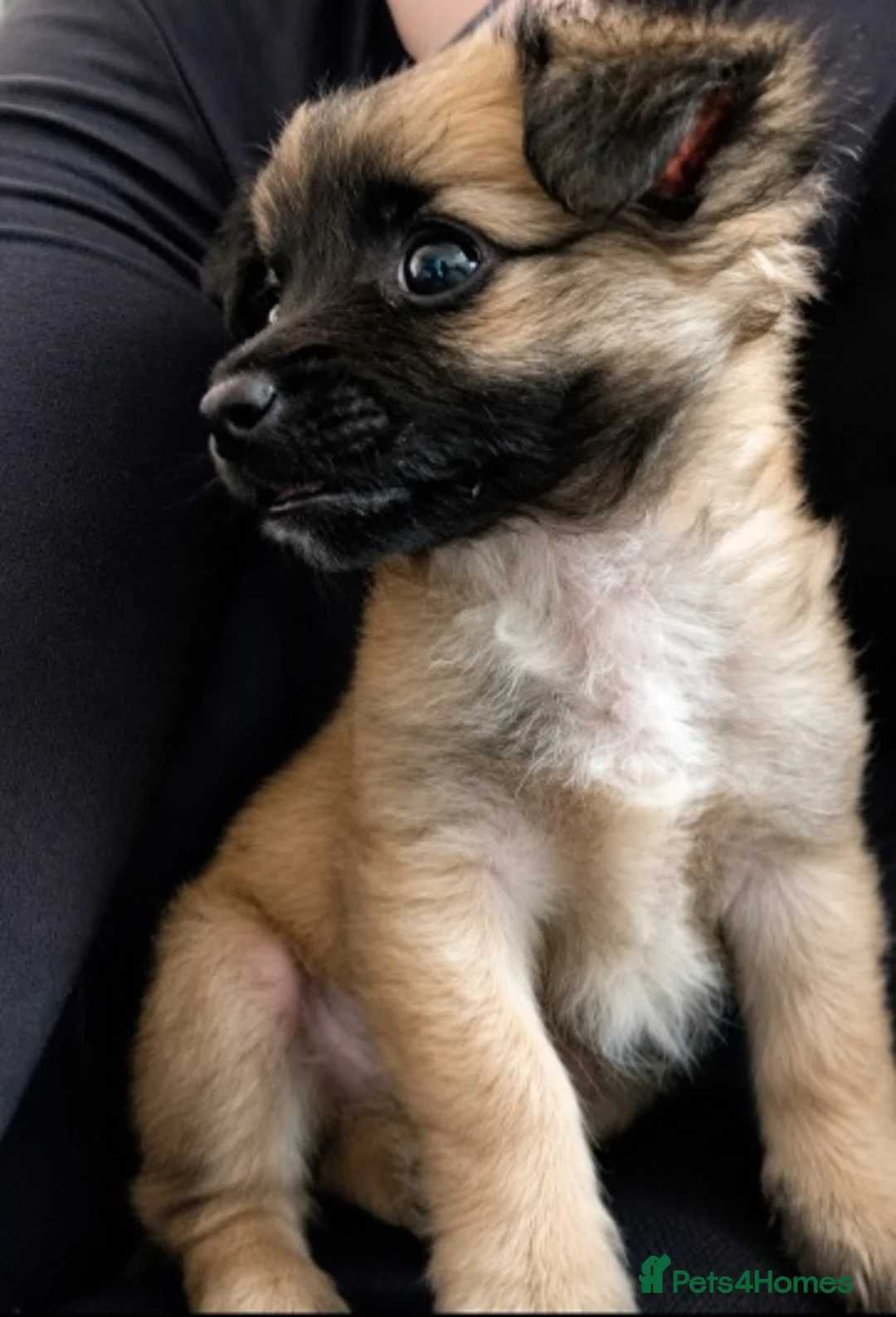 Chorkie dogs for sale: Chorkie puppy - Advert 2