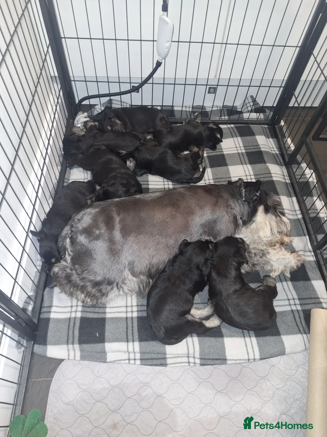 Miniature Schnauzer dogs for sale: 8 adorable miniature schnauzer puppies  - Advert 12