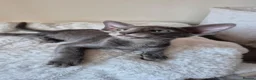 Oriental cats for sale: GCCF Registered Oriental and Siamese Kittens - Advert 6