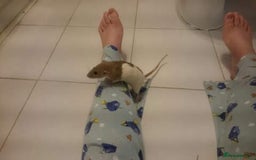 Rat rodents for sale: 7 female rats - Advert 5