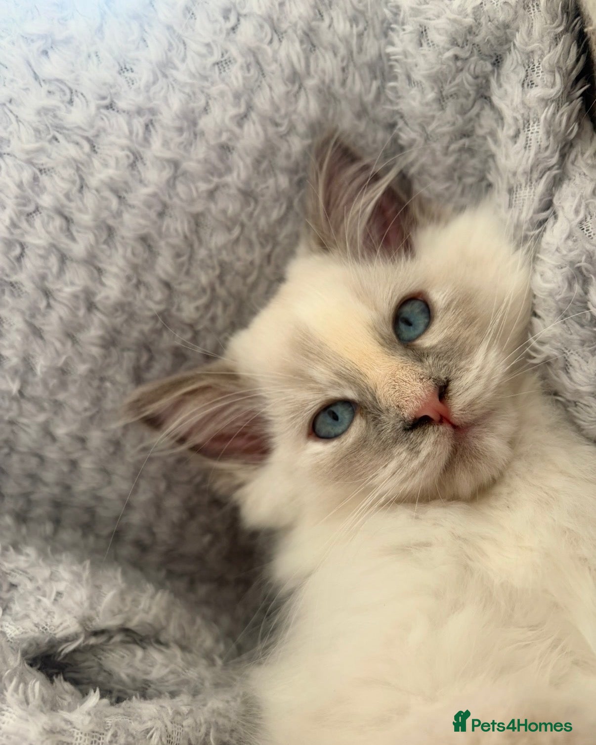 Ragdoll cats Tortie Ragdoll girl 🩷 - Advert 1