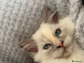 Ragdoll cats Tortie Ragdoll girl 🩷 - Advert 4