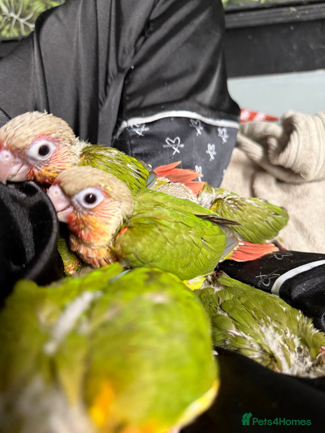 Conures birds for sale: Hand rear baby conures  - Image 8