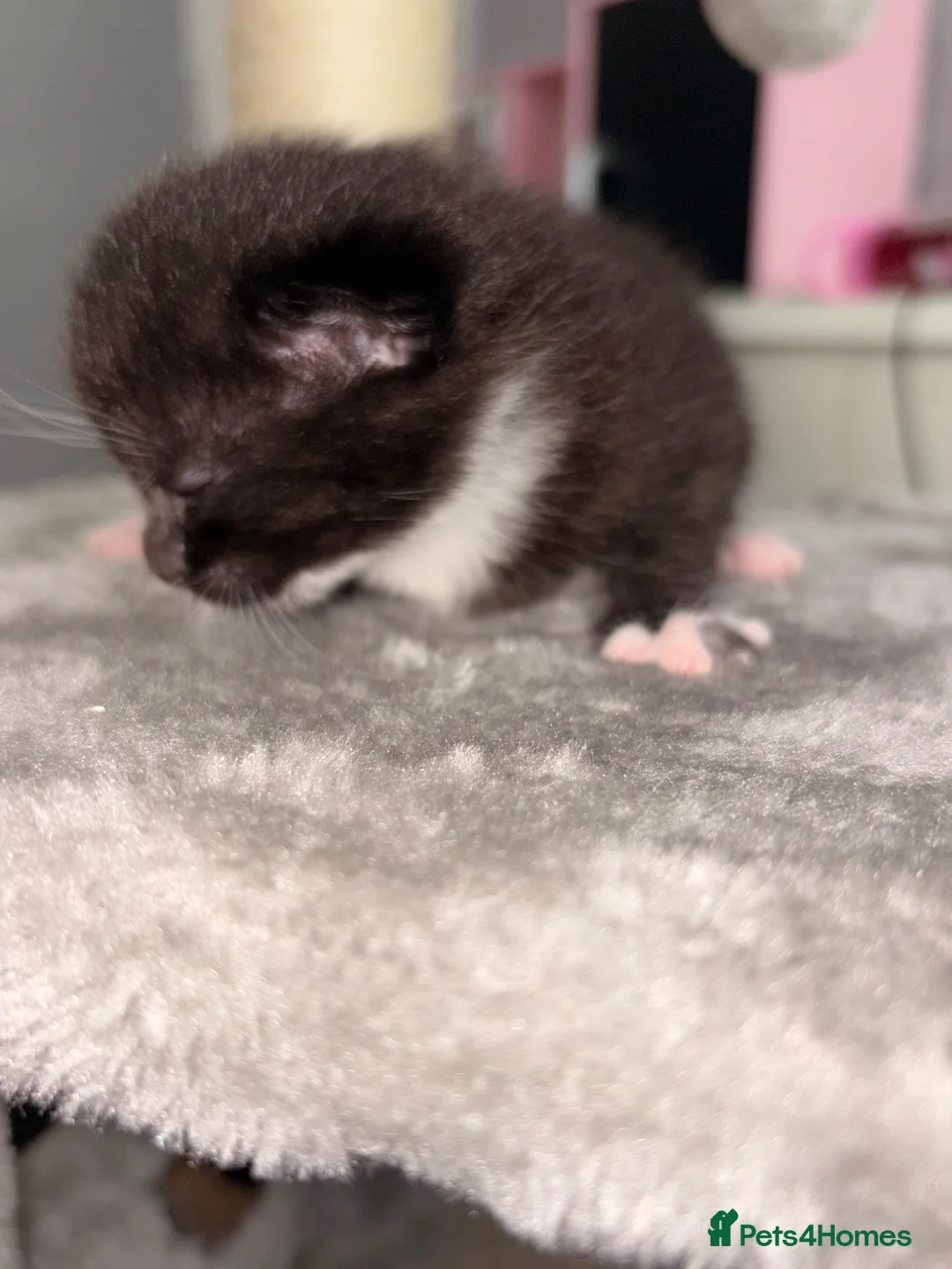Mixed Breed cats for sale: Female Kittens in Maidstone - Advert 11
