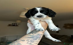 Cockapoo dogs for sale: 5 MONTH OLD F1B COCKAPOO FOR REHOME - Image 11
