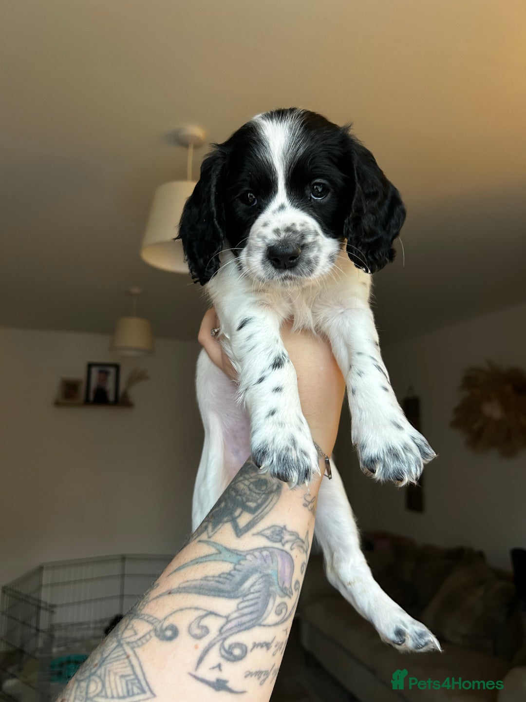 Cockapoo dogs for sale: 5 MONTH OLD F1B COCKAPOO FOR REHOME - Image 11