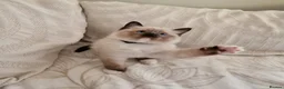 Ragdoll cats for sale: Adorable Ragdoll Kittens Looking For A New Home - Advert 27