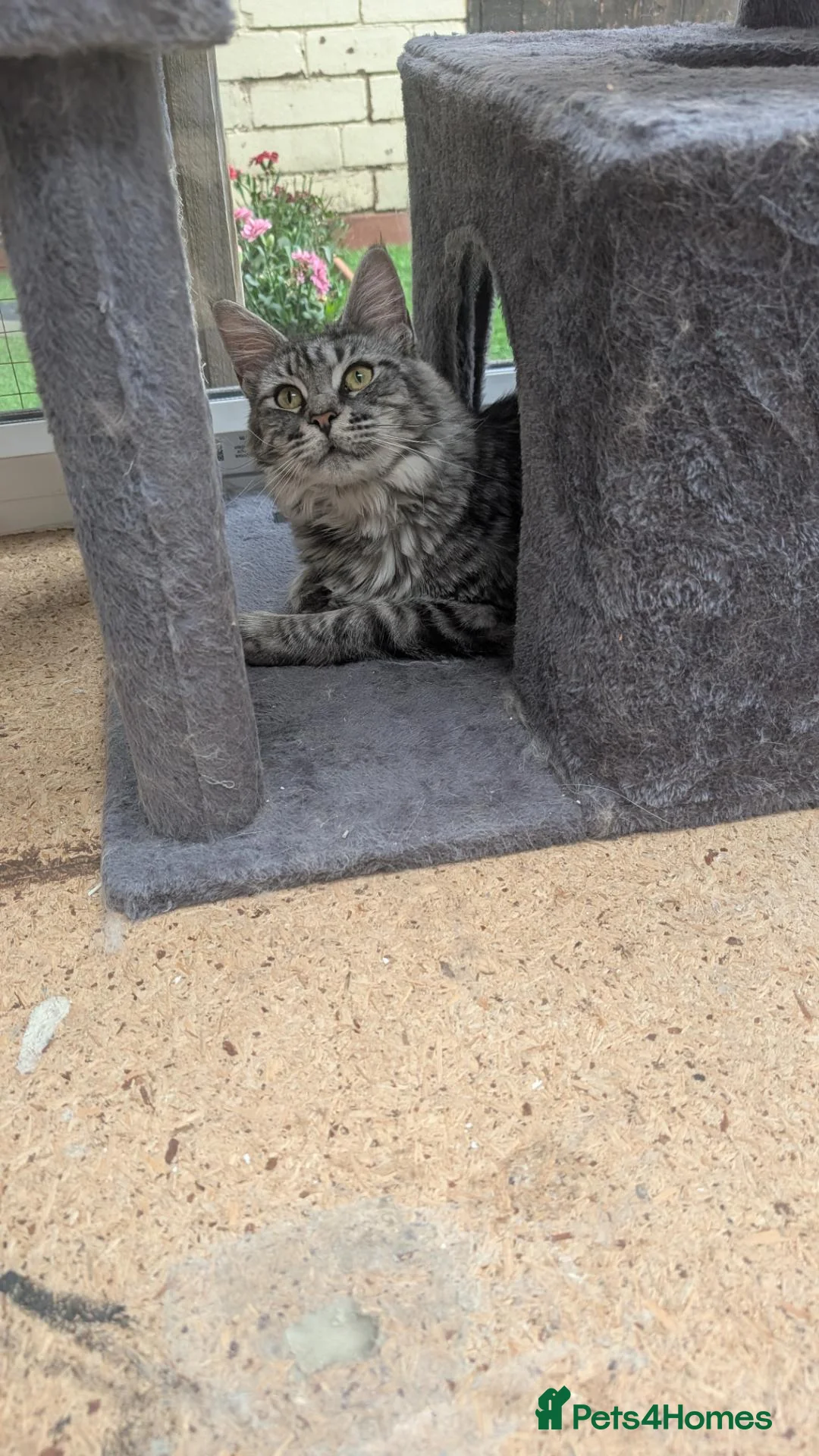 Maine Coon cats for sale: Beautiful , large Maine coon female  - Advert 18