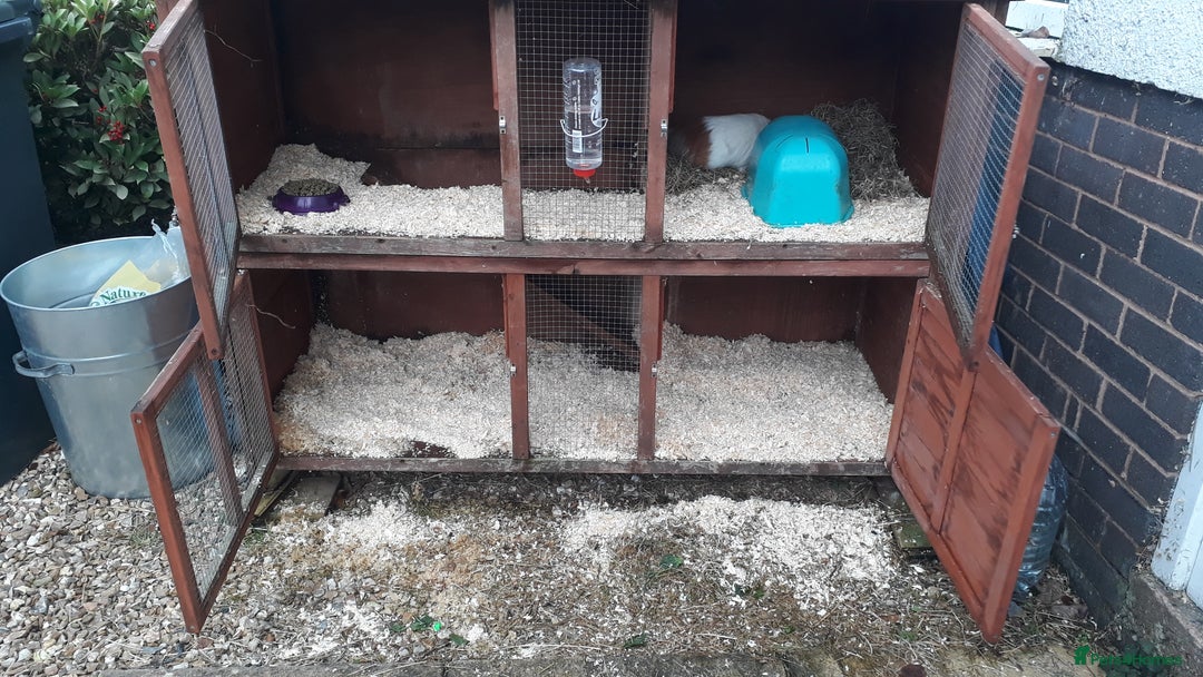 Guinea Pig rodents for sale: 2 female guinea pigs, large hutch and accessories - Advert 7
