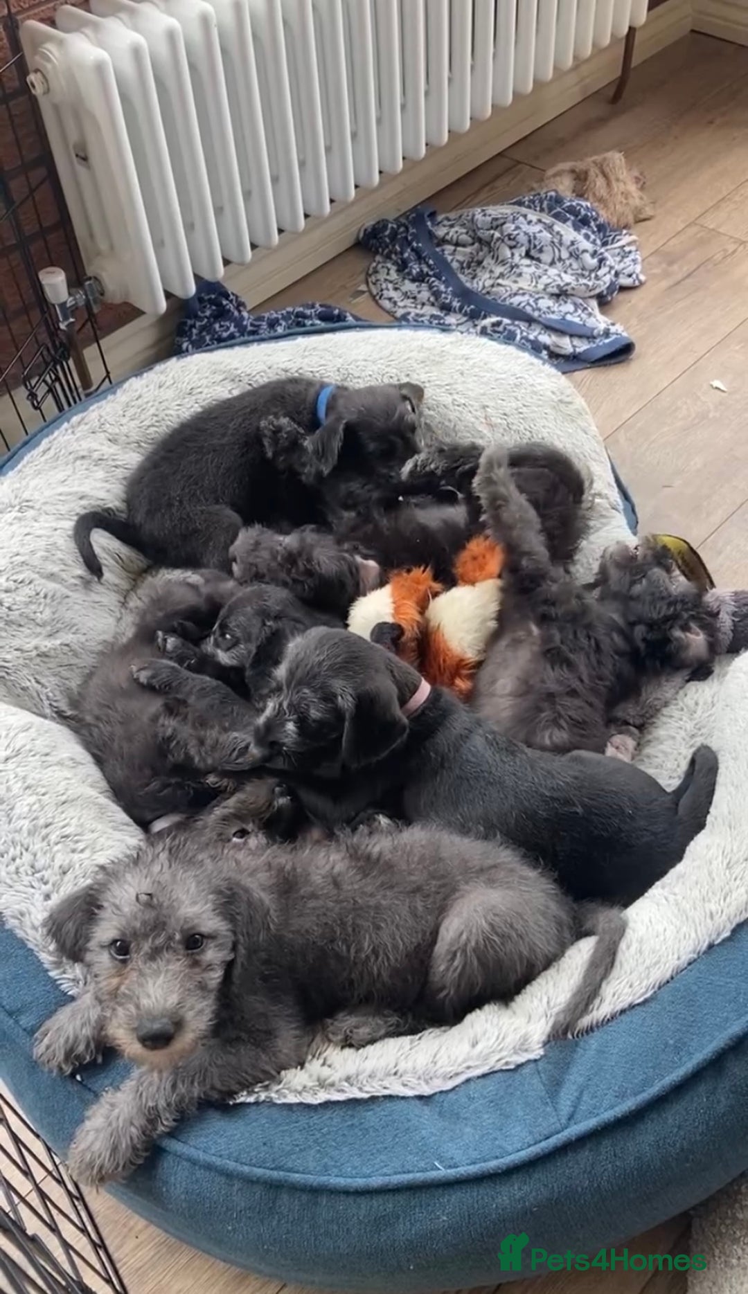 Bedlington Terrier dogs for sale: Bedlington Terrier x Italian Greyhound Puppies - Image 8