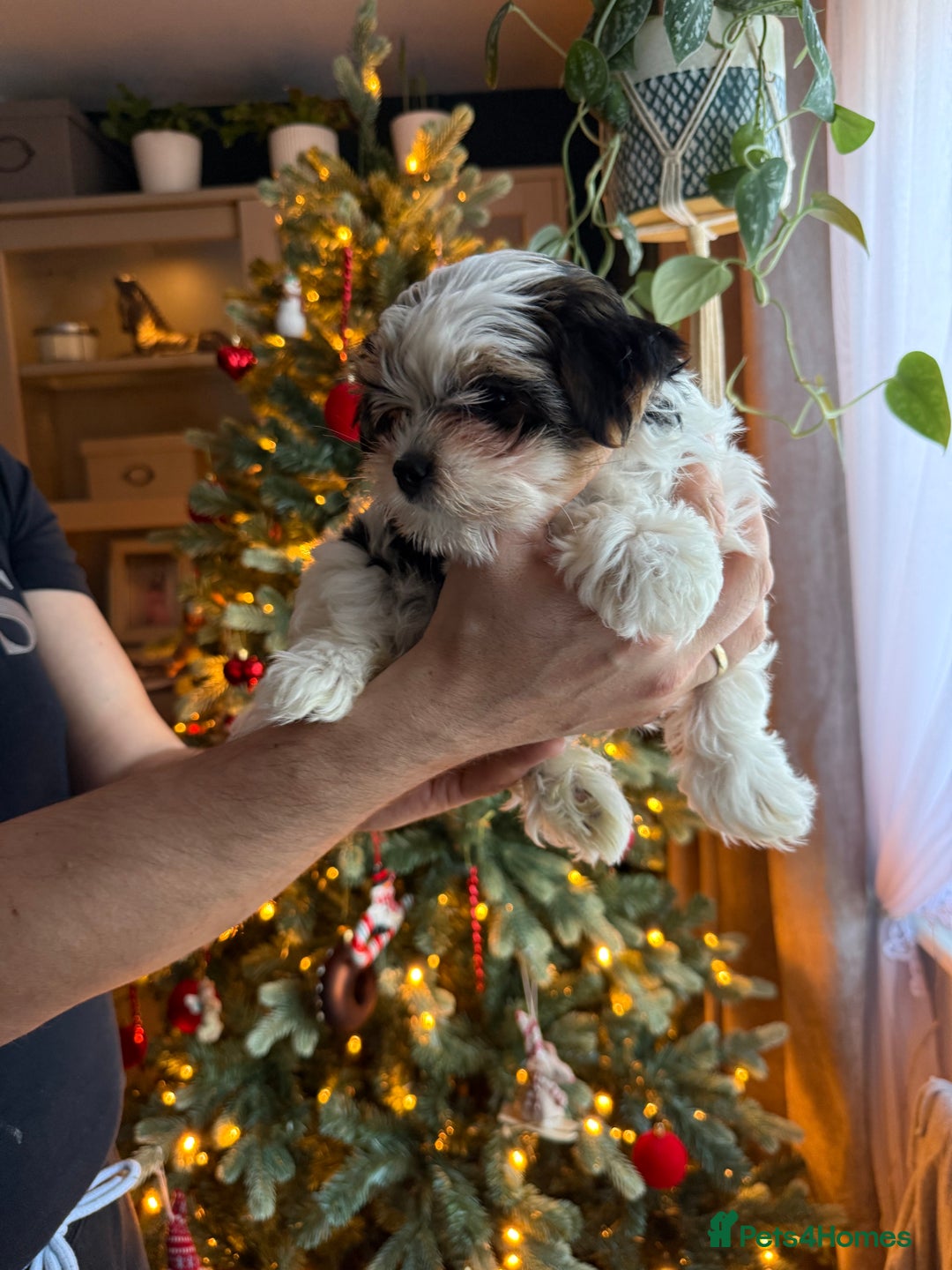 Biewer Terrier dogs for sale: 1 Beautiful Boy Available!!! - Advert 29