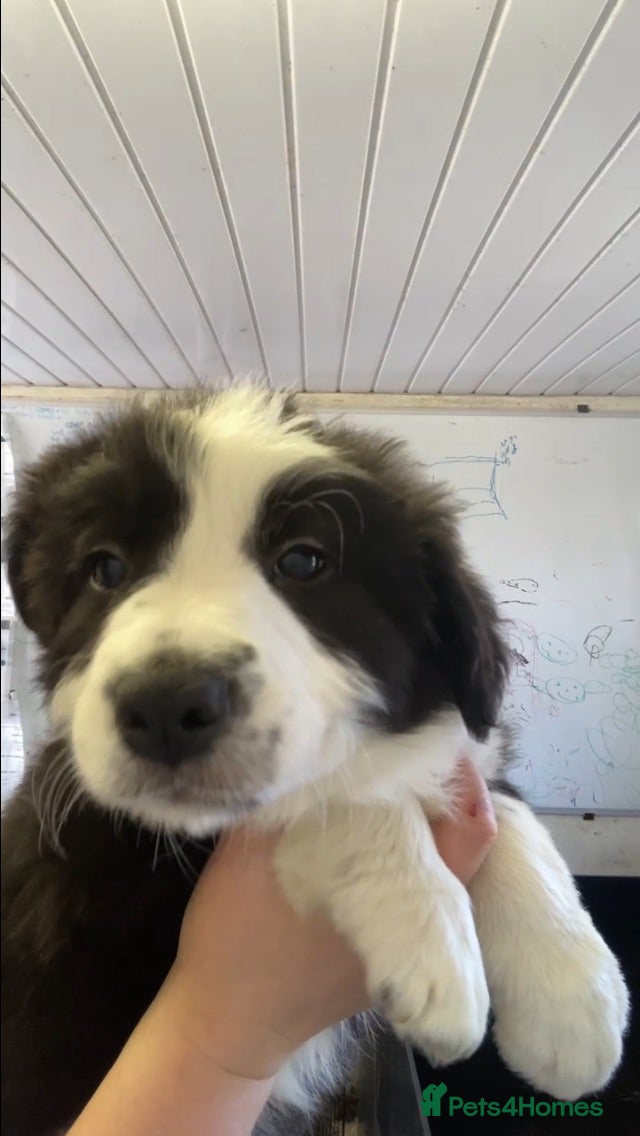 Border Collie dogs Beautiful Collie Pups for sale - Advert 2