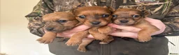 Jack Russell dogs for sale: Jack Russell puppies  - Advert 6