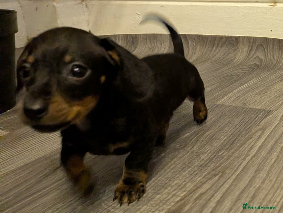 Dachshund dogs for sale: Burnley - Advert 4