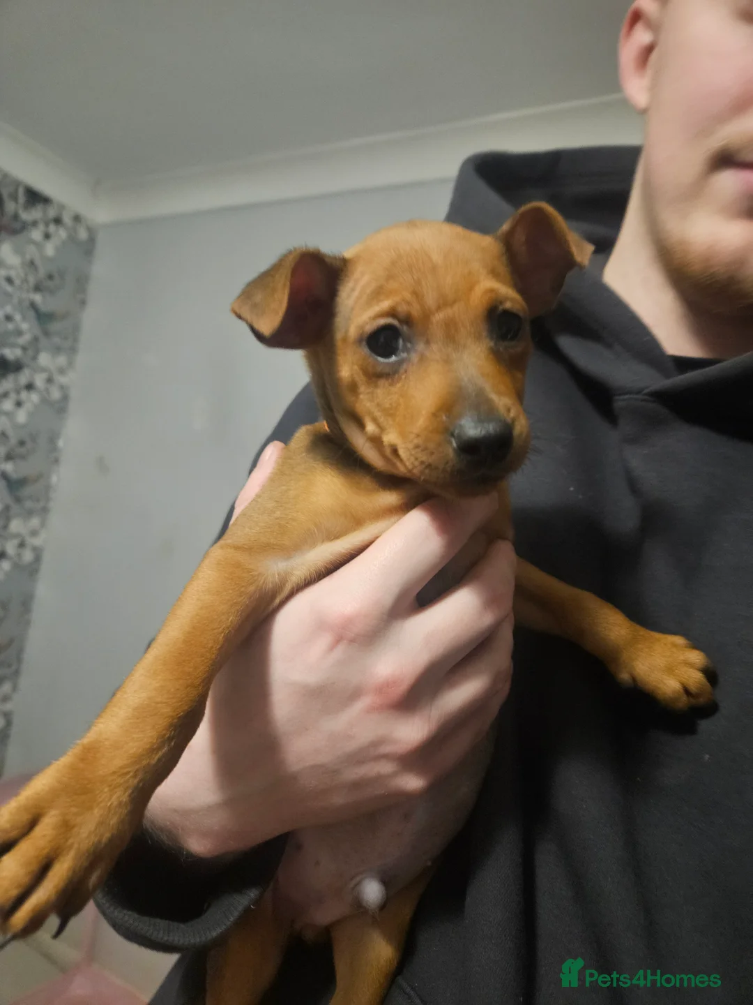 Miniature Pinscher dogs for sale: Miniature Pinscher puppies  - Advert 6