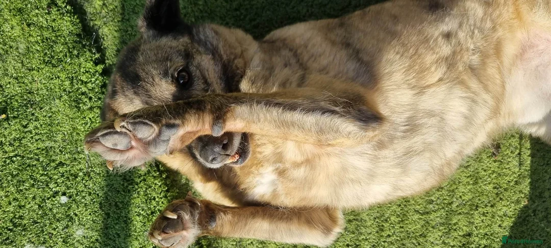 Mixed Breed dogs for adoption: Mischu - looking for a family in Ayr - Advert 8