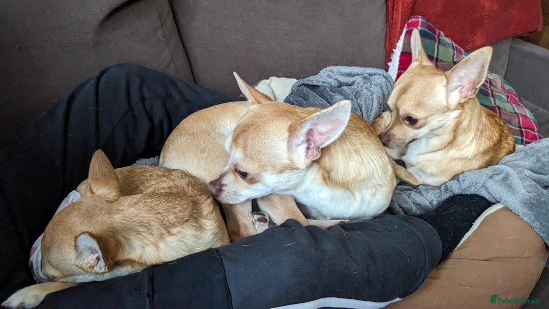 Chihuahua dogs for sale: 2 beautiful chihuahuas - Advert 6