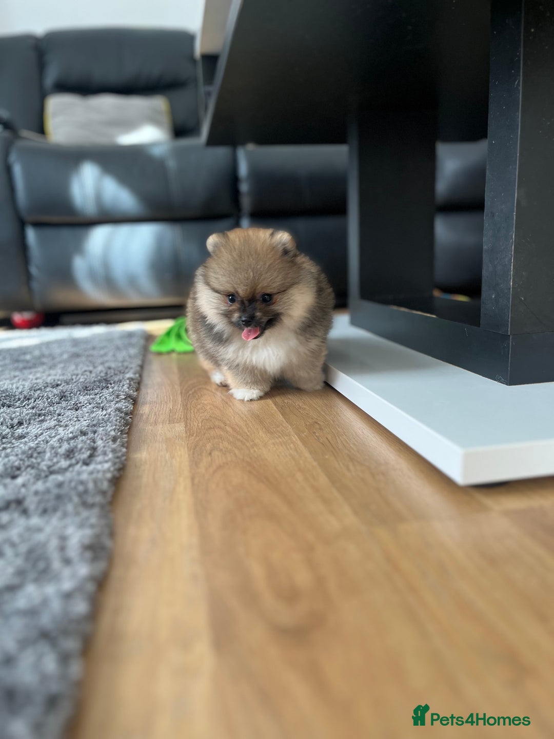 Pomeranian dogs for sale: Stunning 🧸 Teddy 🏆 Champion Line Boy - Image 1