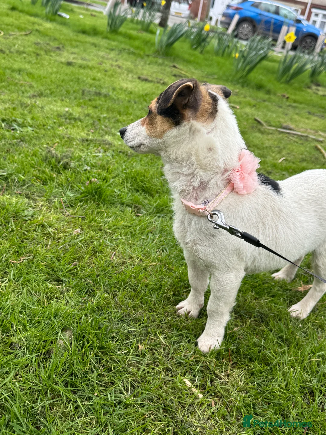 Jack Russell dogs for sale: Jack Russel girl 11 months - Advert 3