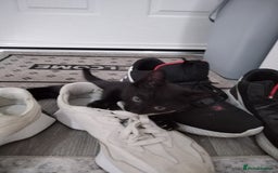 Mixed Breed cats for sale: Immediate collection Male kitten in Grove Park  - Image 6