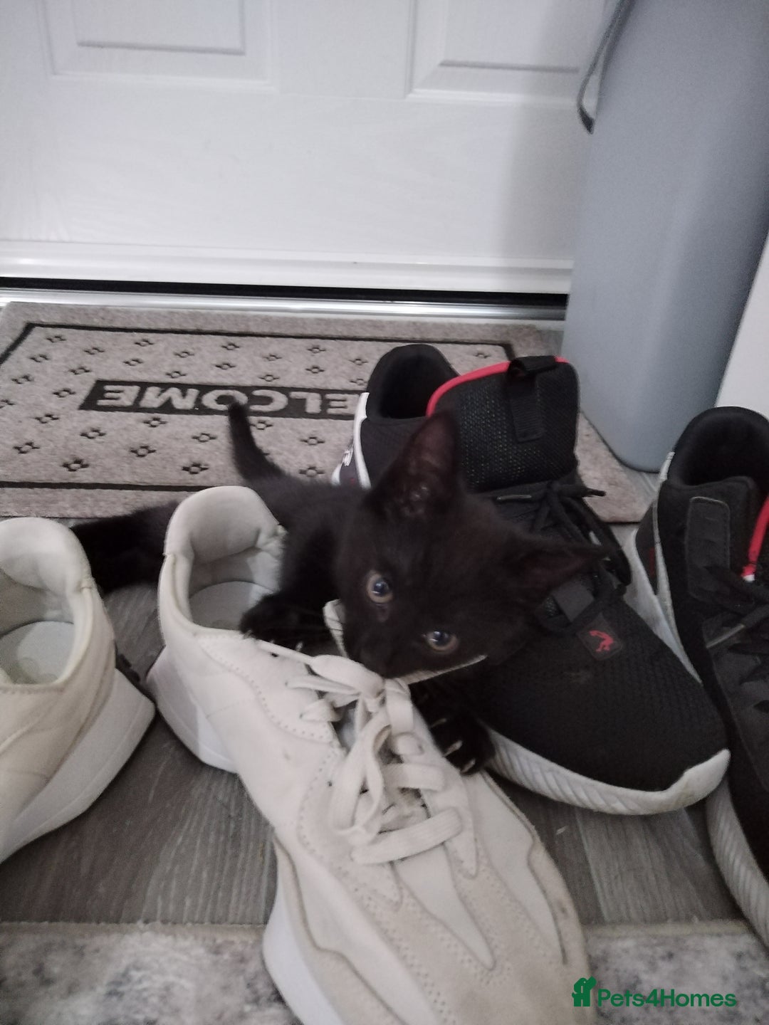Mixed Breed cats for sale: Immediate collection Male kitten in Grove Park  - Image 6