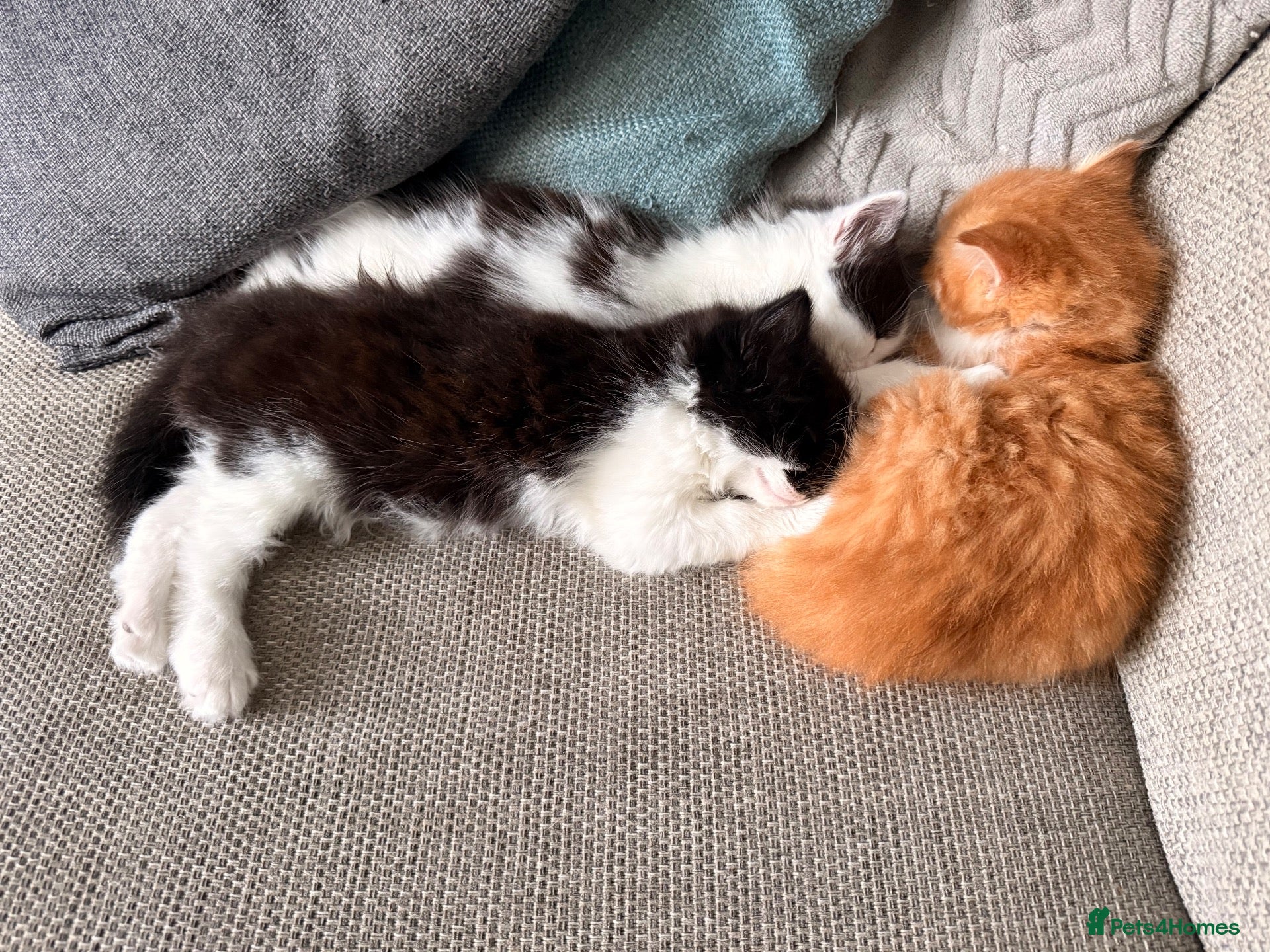 British Longhair cats Chunky long haired kittens  - Advert 2