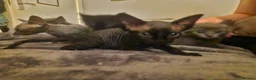 Mixed Breed cats for sale: RARE Sphynx Cross Babies - Advert 5