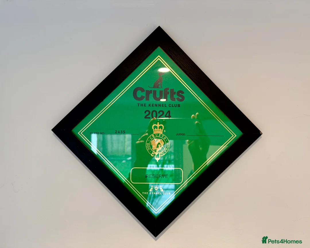 Cairn Terrier dogs for stud: Proven KC Registered Show Dog for Stud - Advert 13