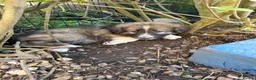 German Shepherd dogs for sale: German shepherd puppies for sale  - Advert 5
