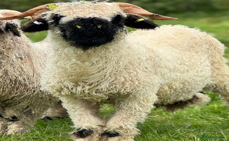 Sheep livestock - Advert 1