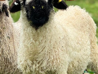 Sheep livestock - Advert 30