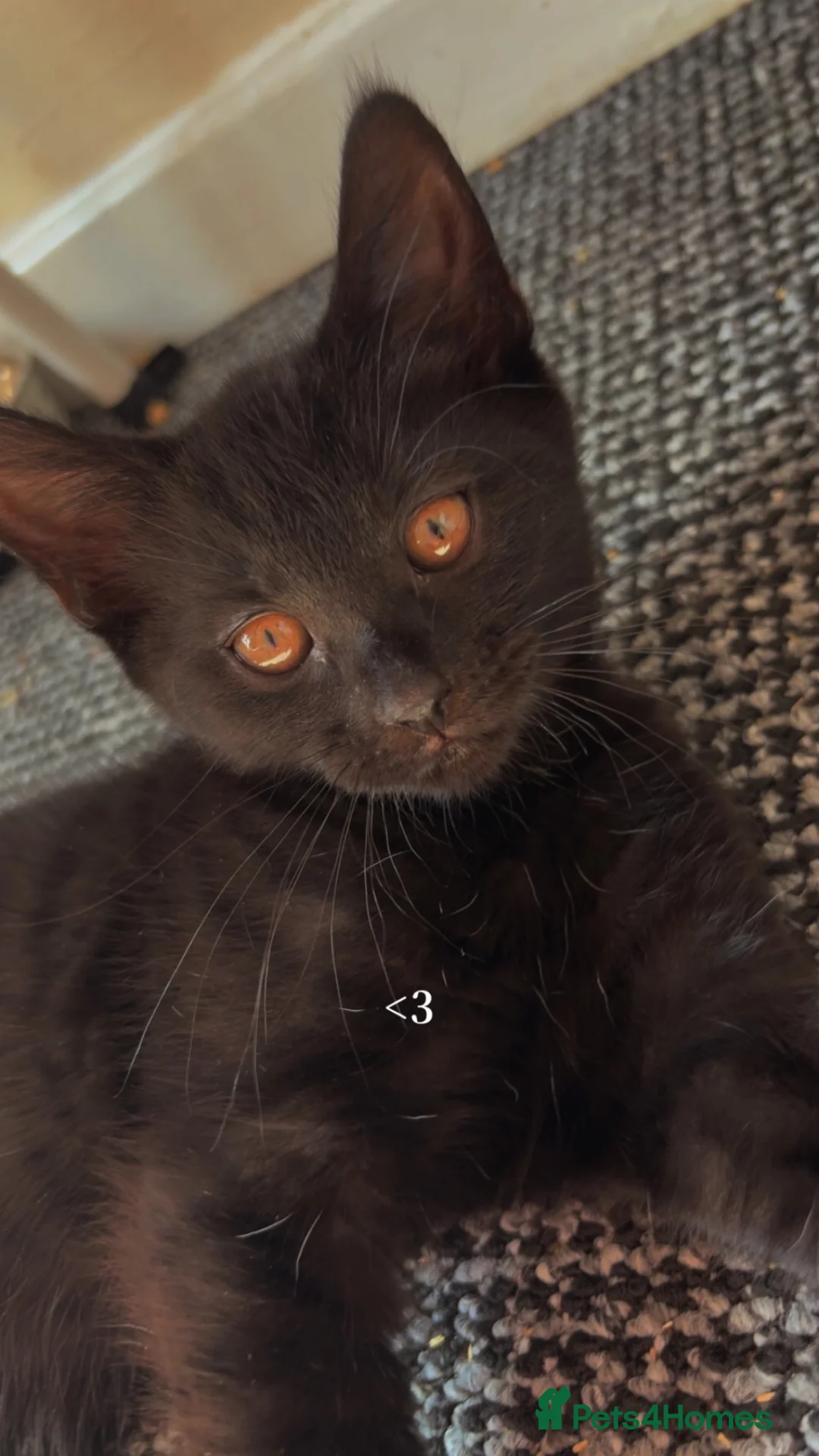 Mixed Breed cats for sale: Gorgeous female kitten  - Advert 1