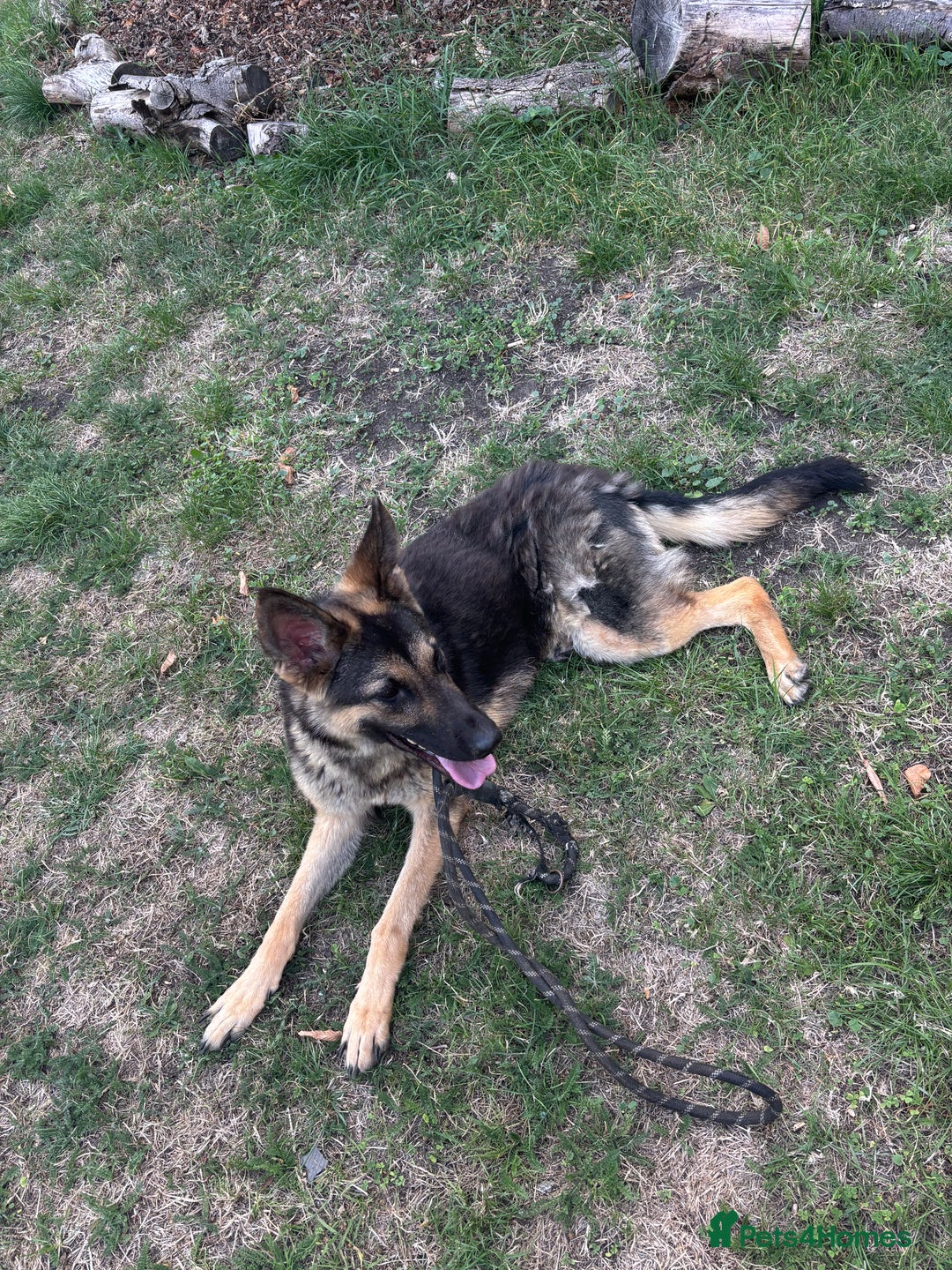 German Shepherd dogs for sale: URGENT – Loving Home Needed - Advert 1