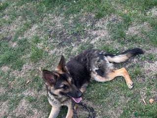 German Shepherd dogs URGENT – Loving Home Needed - Advert 3