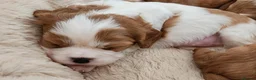 Cavalier King Charles Spaniel dogs for sale: kC reg health clear cavalier king charles pups in Chorley - Advert 9