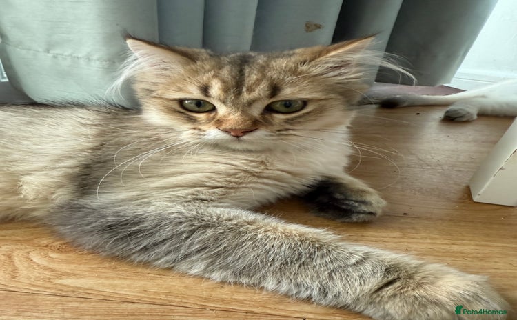 British Longhair cats - Advert 6